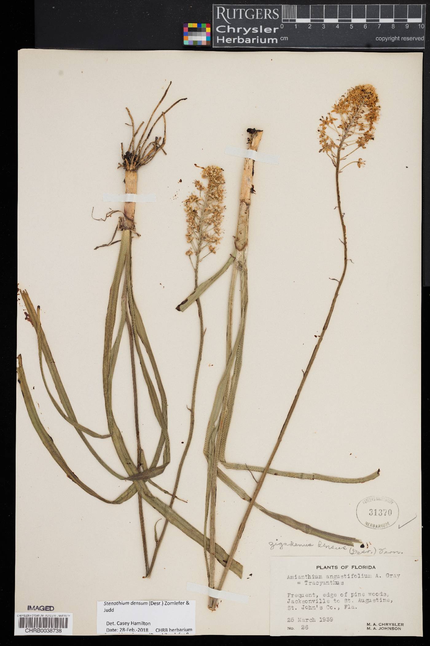 Stenanthium densum image