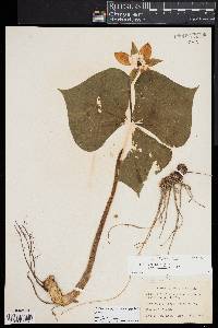 Trillium erectum image