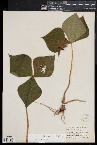 Trillium erectum image