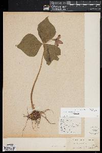 Trillium erectum image