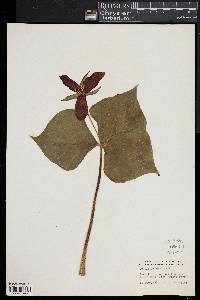 Trillium erectum image