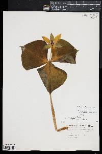 Trillium erectum image