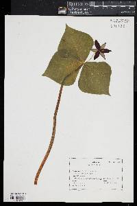 Trillium erectum image