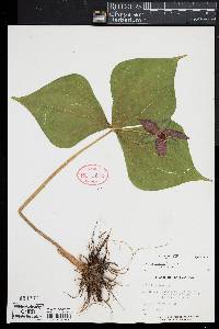 Trillium erectum image