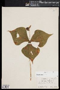 Trillium erectum image