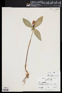 Trillium lanceolatum image