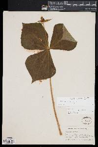 Trillium erectum image