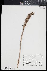 Xerophyllum asphodeloides image