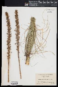 Xerophyllum asphodeloides image