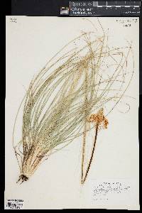 Xerophyllum asphodeloides image