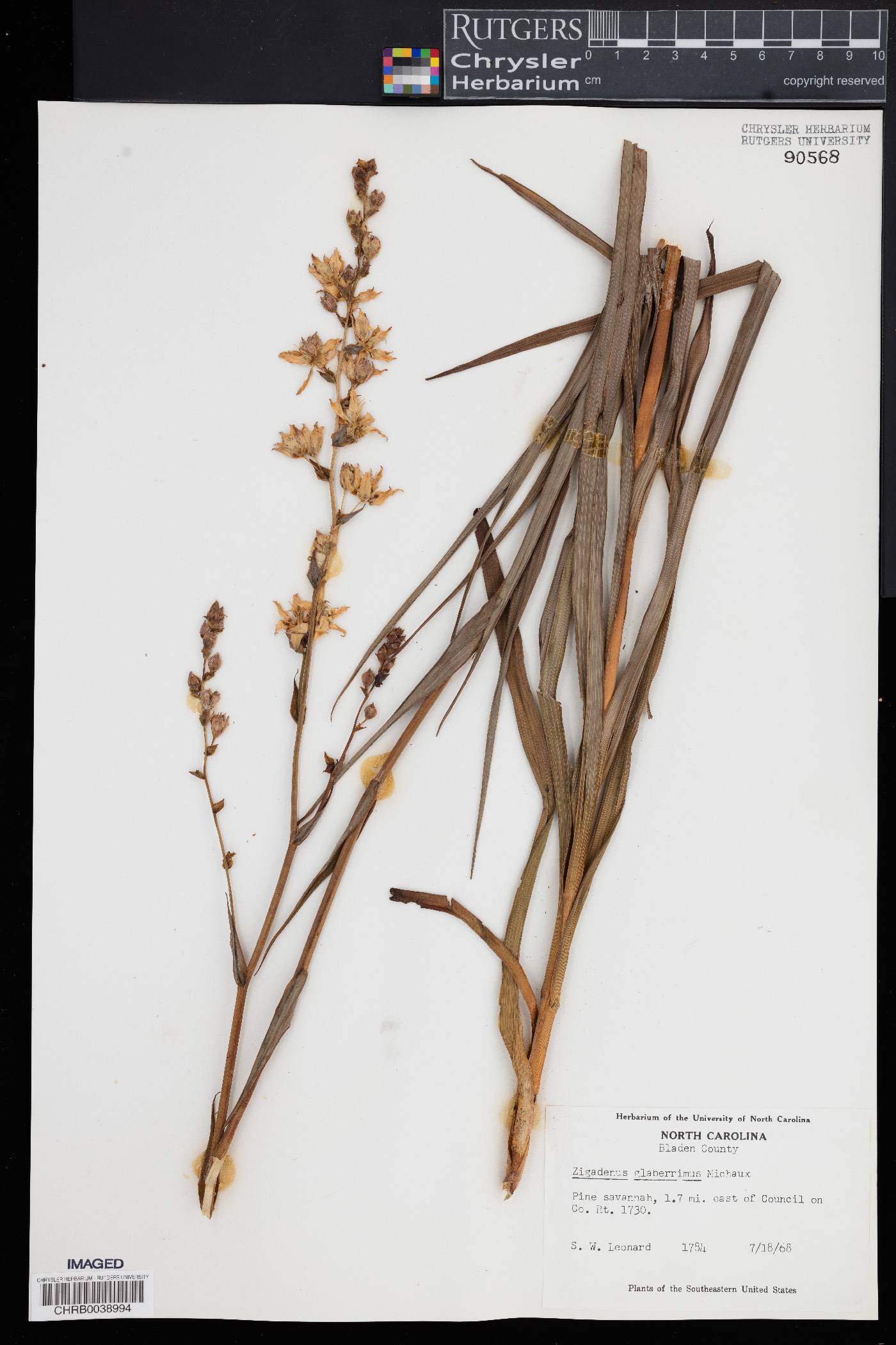 Zigadenus glaberrimus image