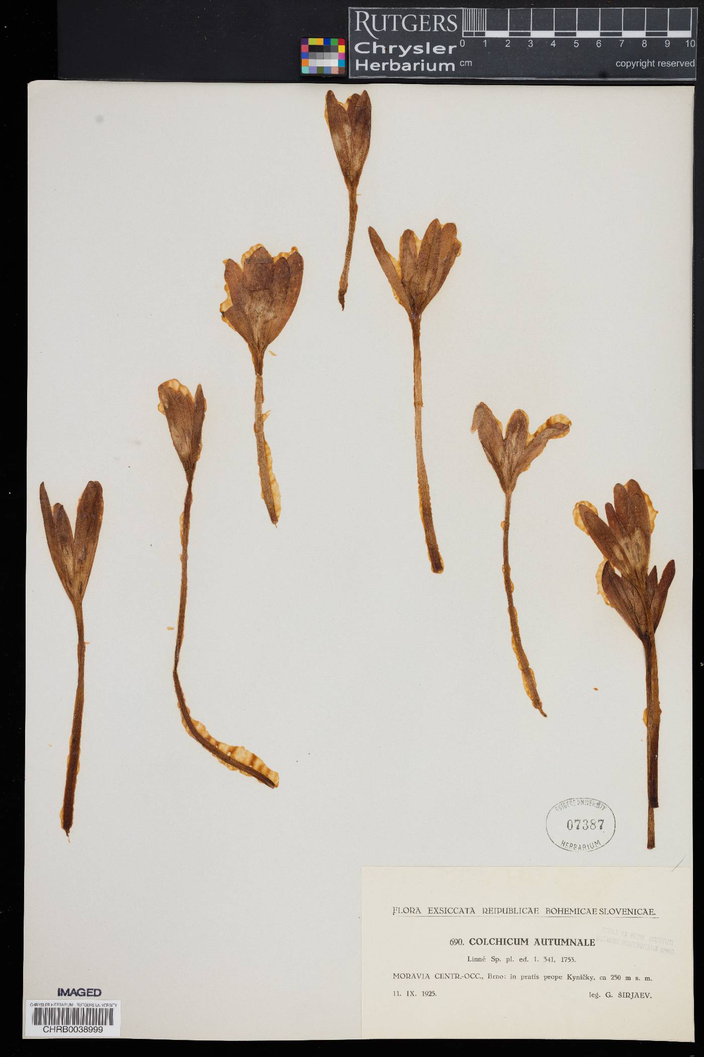 Colchicum autumnale image