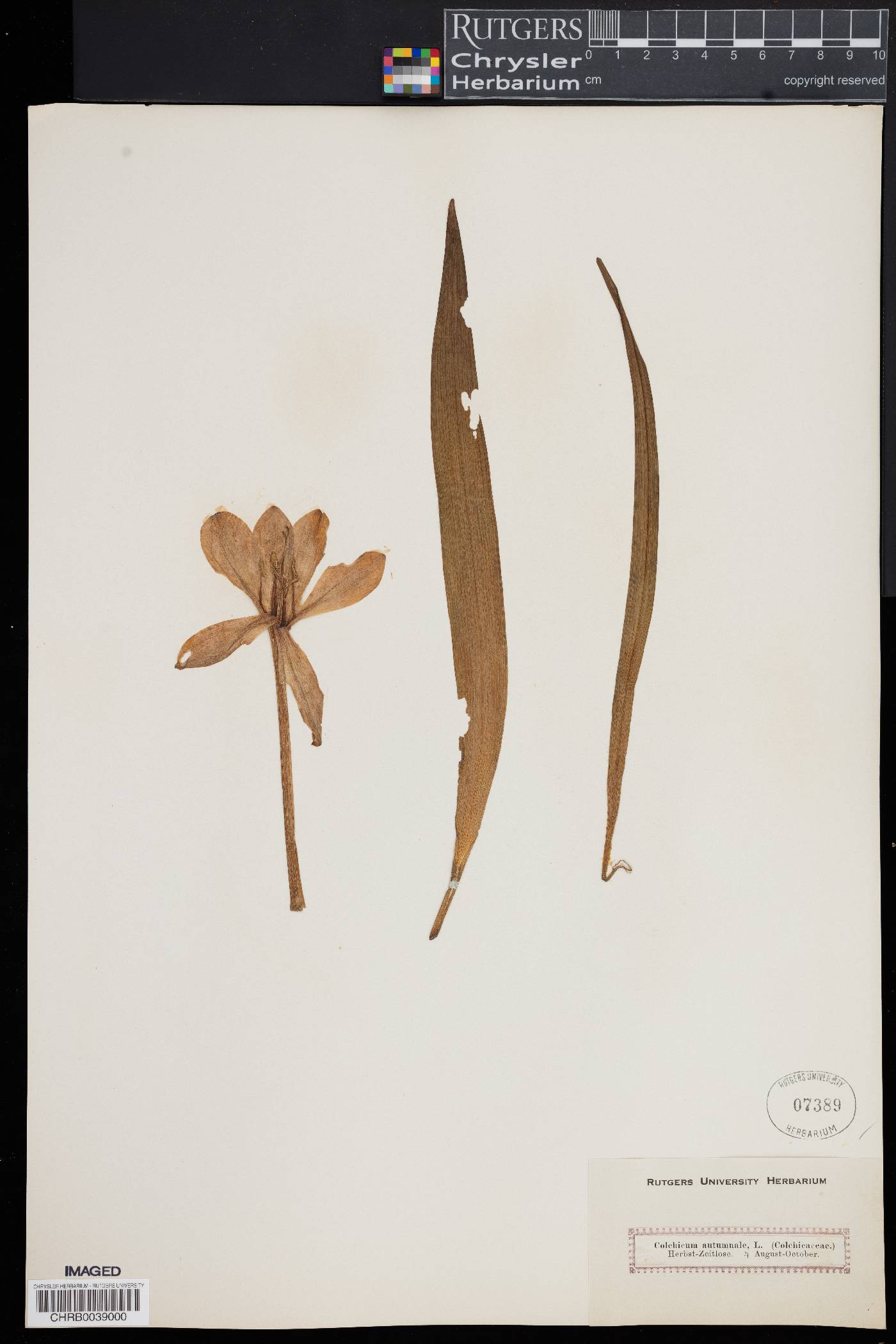 Colchicum autumnale image