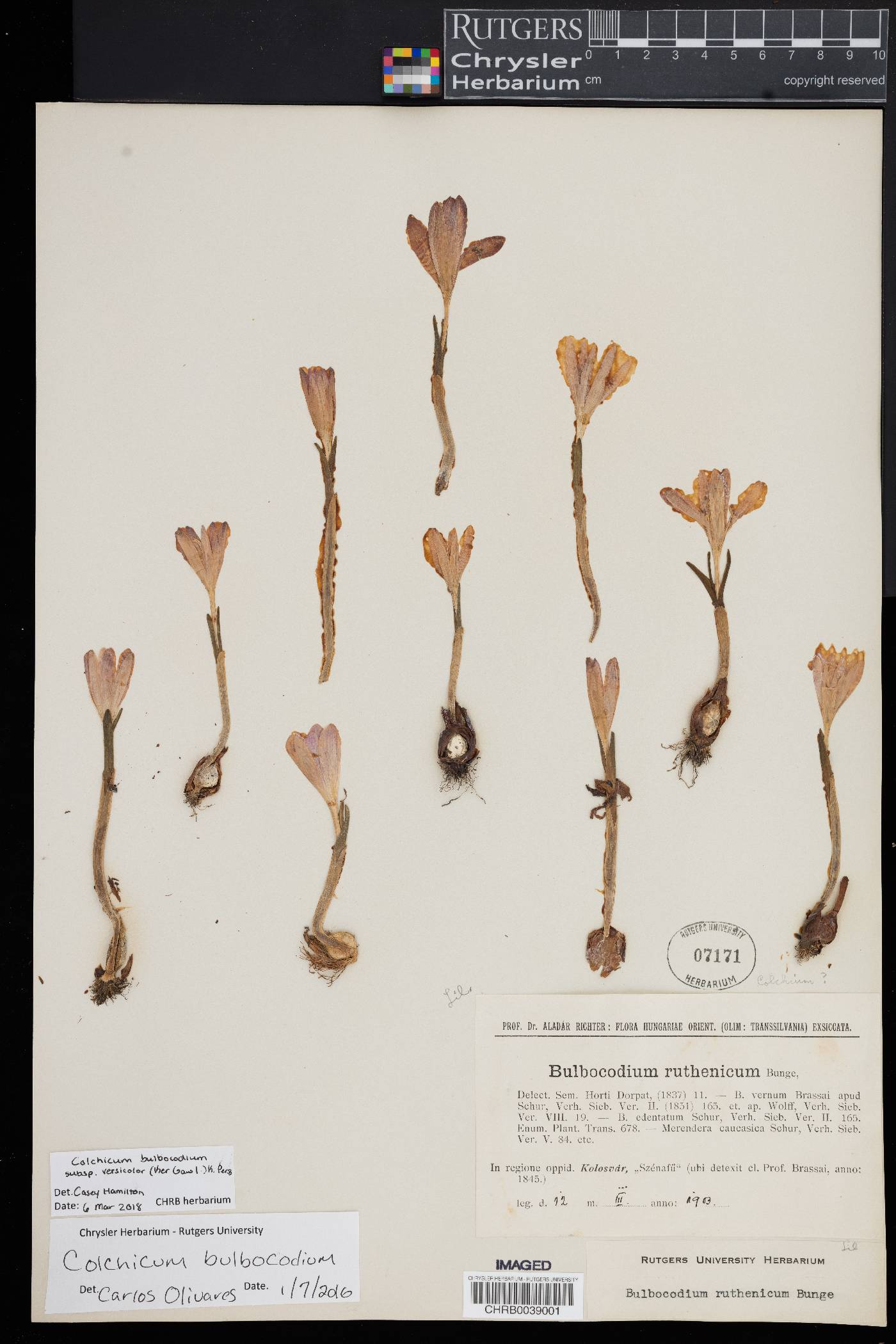 Colchicum bulbocodium image