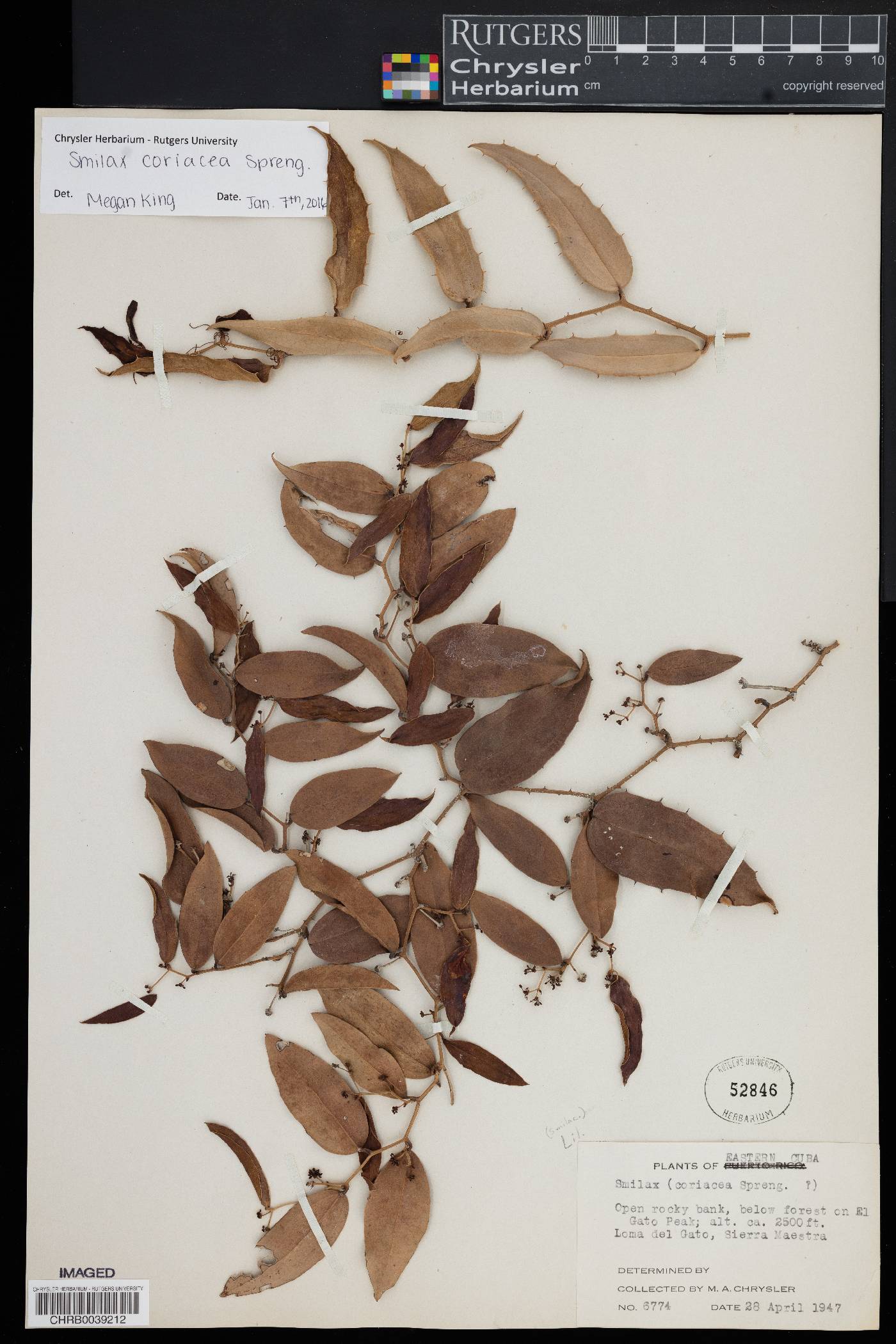 Smilax coriacea image