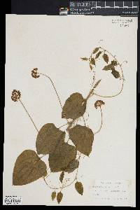 Smilax herbacea image