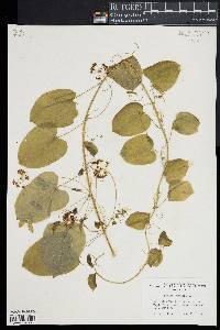 Smilax herbacea image