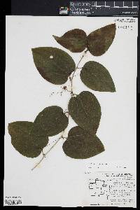 Smilax herbacea image