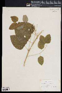 Smilax herbacea image