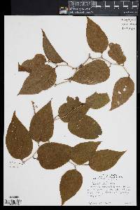 Smilax herbacea image