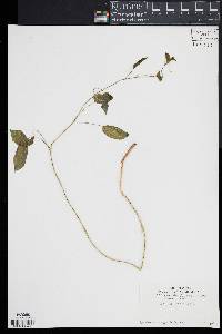 Smilax herbacea image