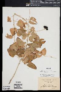 Smilax herbacea image