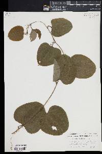 Smilax herbacea image