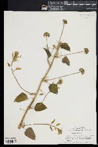 Smilax herbacea image