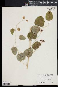 Smilax herbacea image