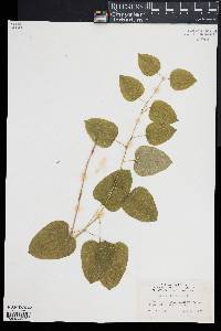 Smilax herbacea image