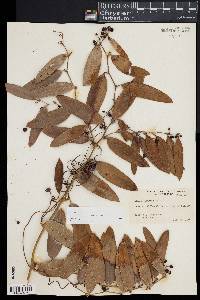 Smilax laurifolia image