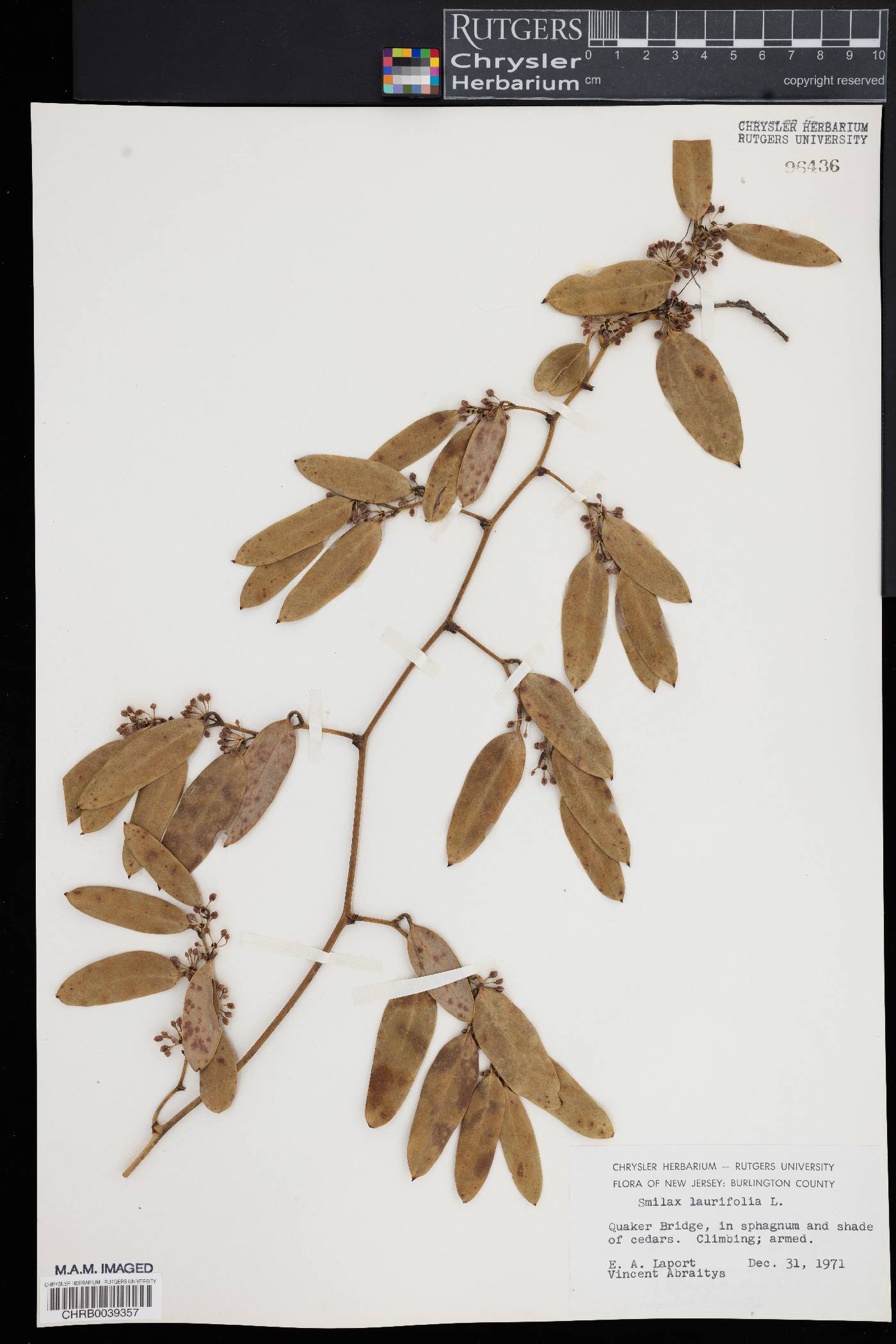 Smilax laurifolia image