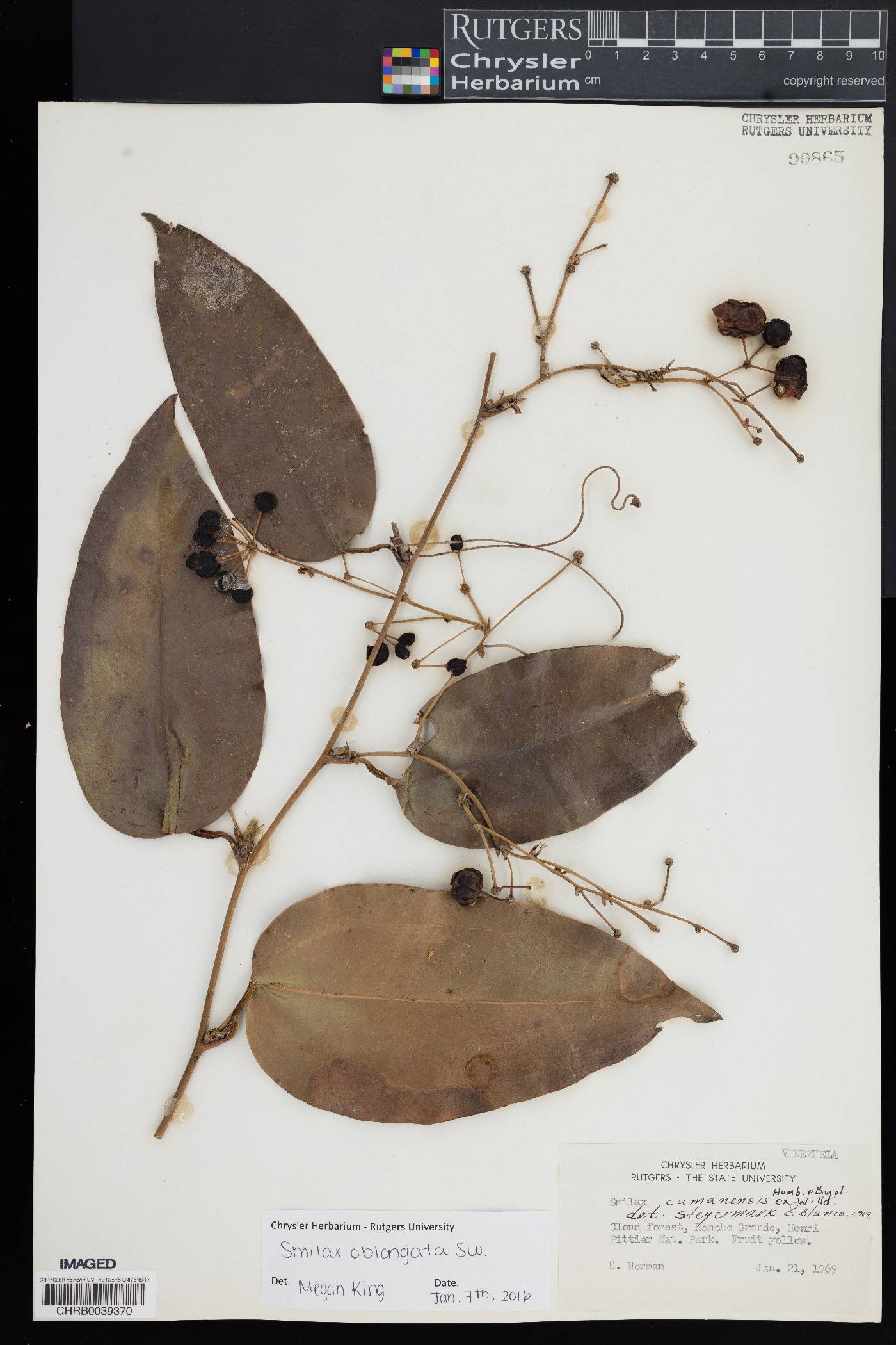 Smilax oblongata image