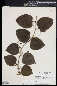 Smilax tamnoides image