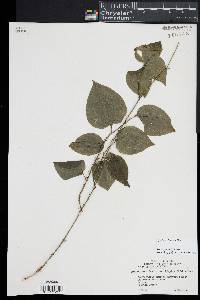 Smilax tamnoides image