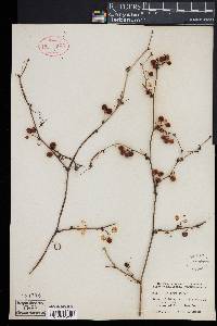 Smilax walteri image