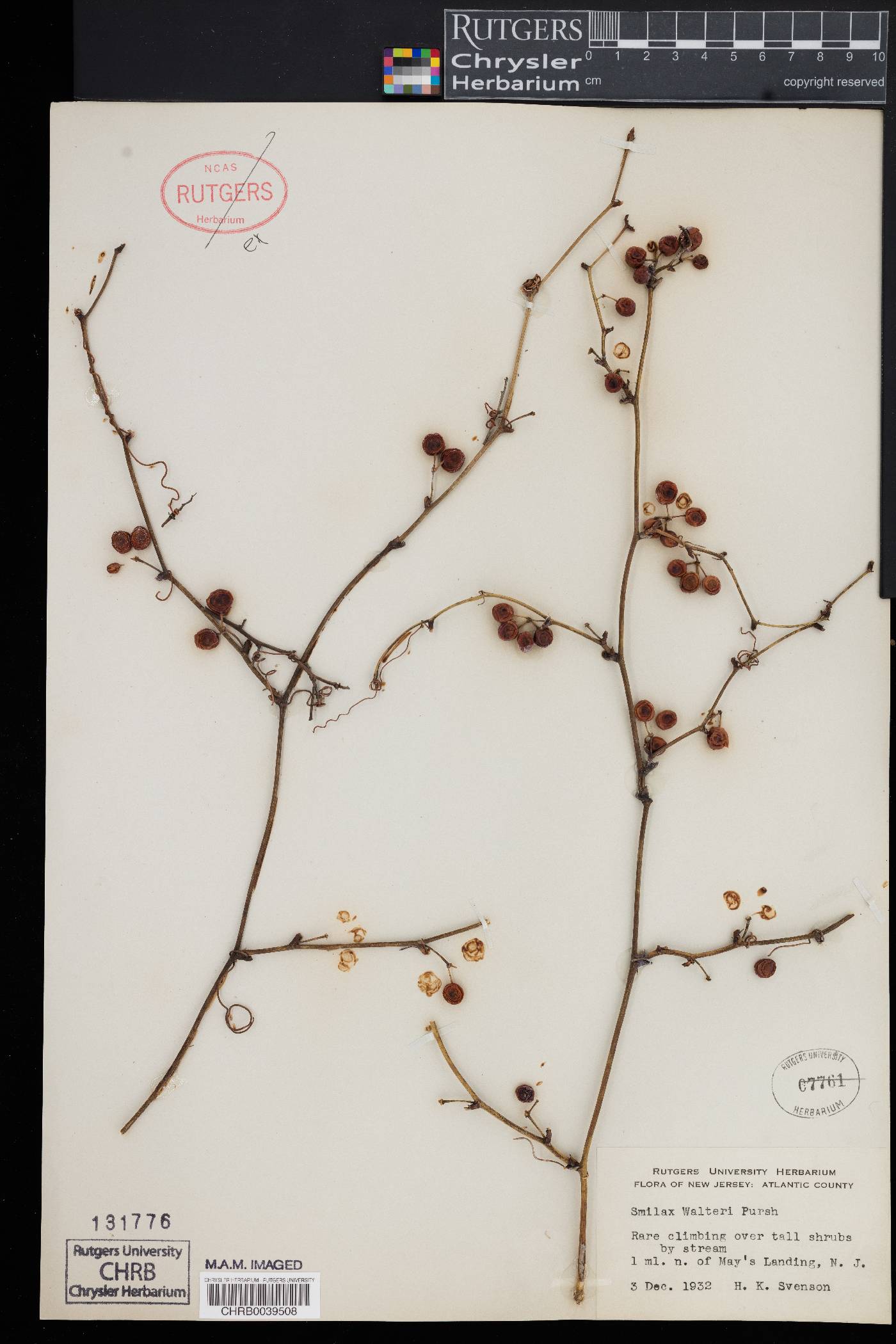 Smilax walteri image
