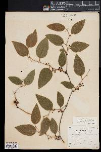 Smilax walteri image