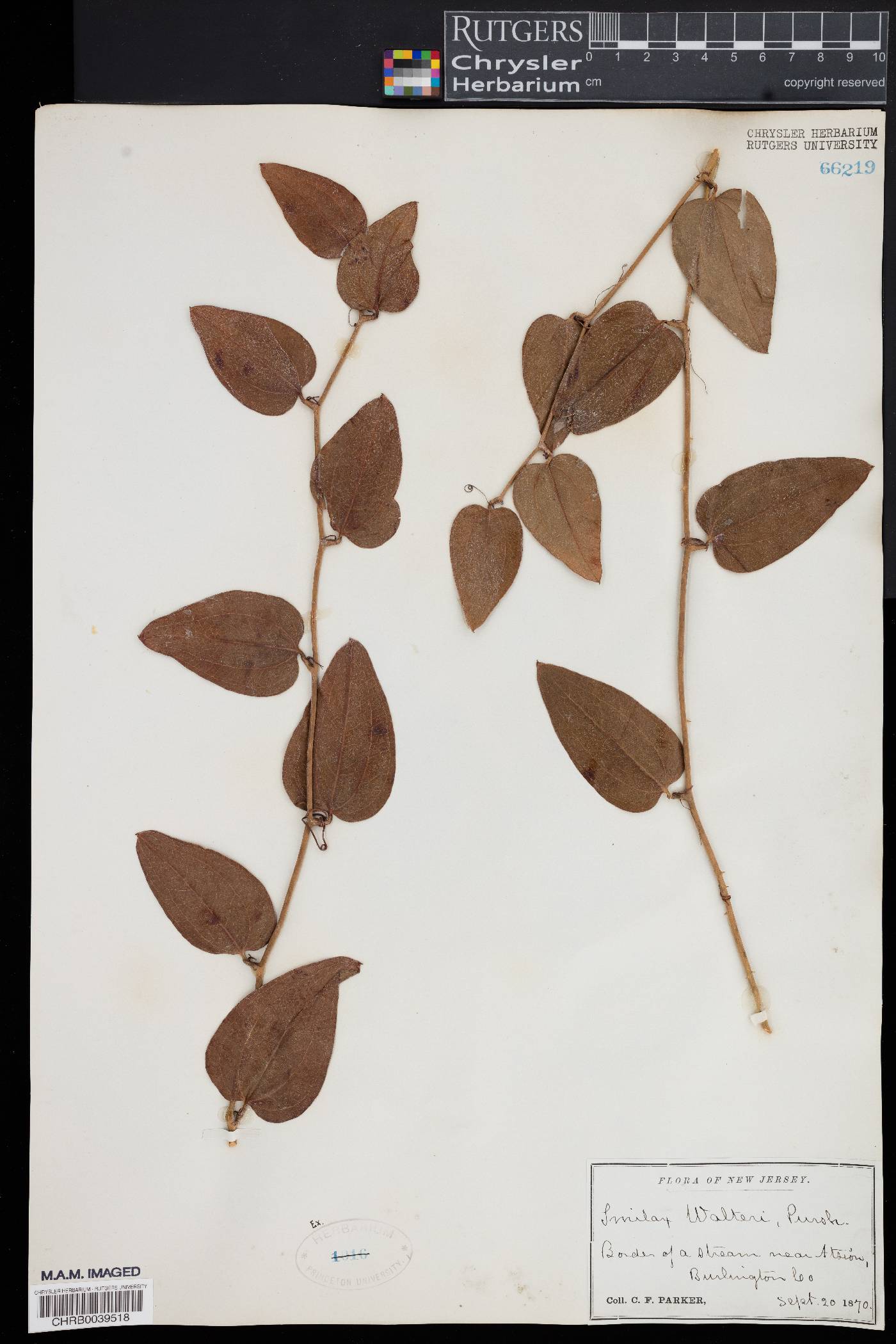 Smilax walteri image