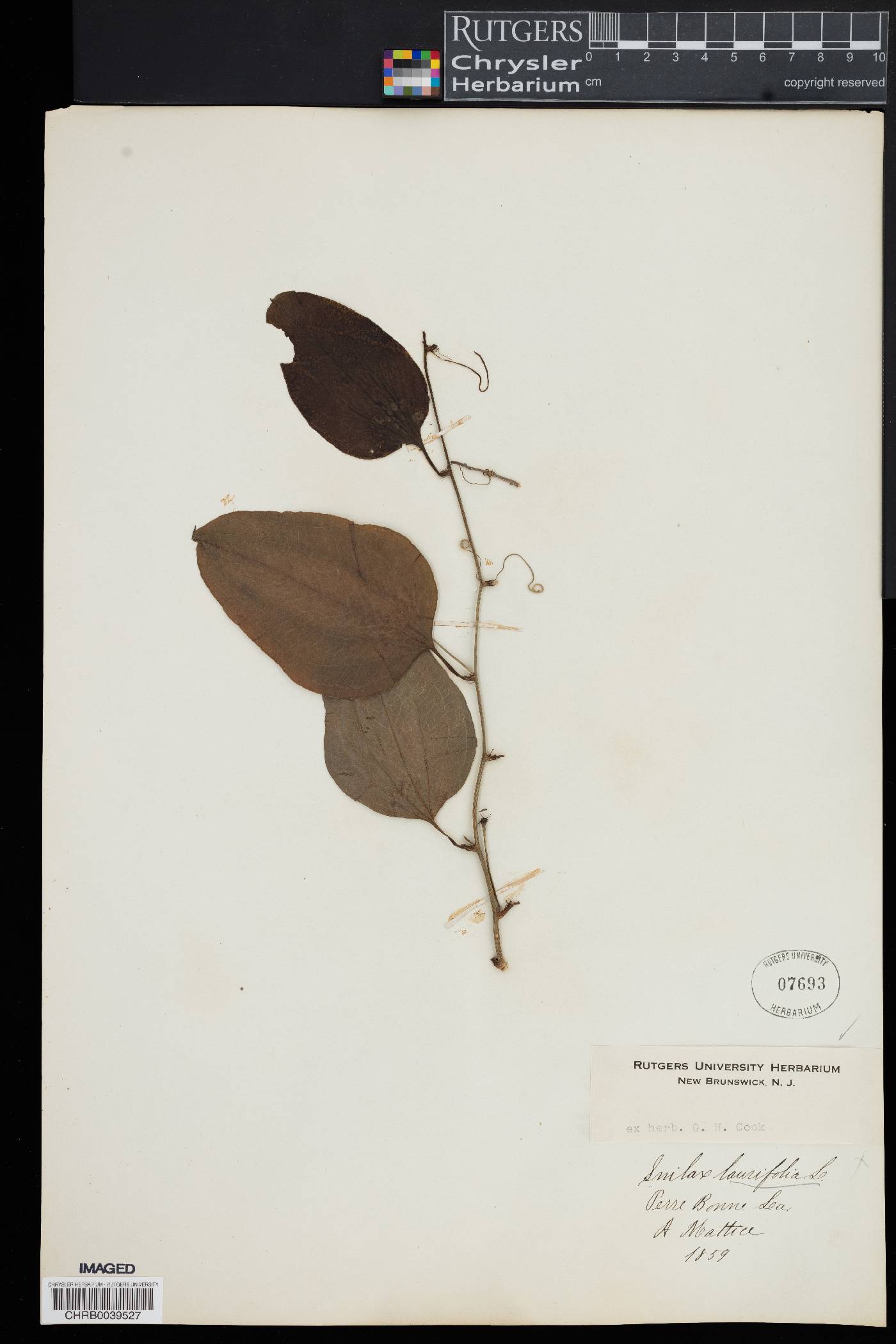 Smilax bauhinioides image