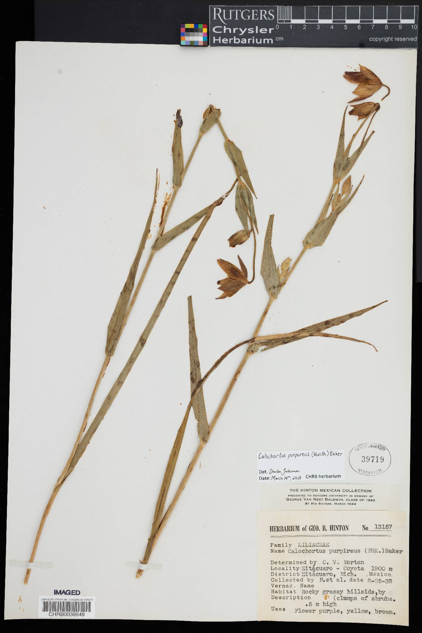 Calochortus purpureus image