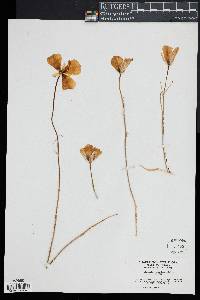 Calochortus rhodothecus image