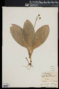 Clintonia borealis image