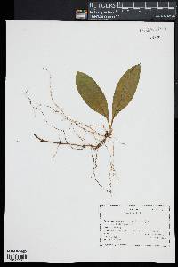 Clintonia borealis image