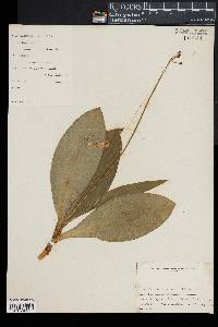 Clintonia borealis image