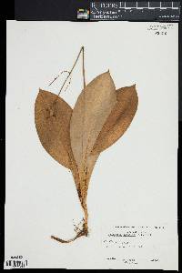 Clintonia borealis image