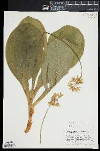 Clintonia borealis image