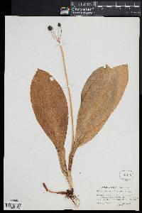 Clintonia borealis image