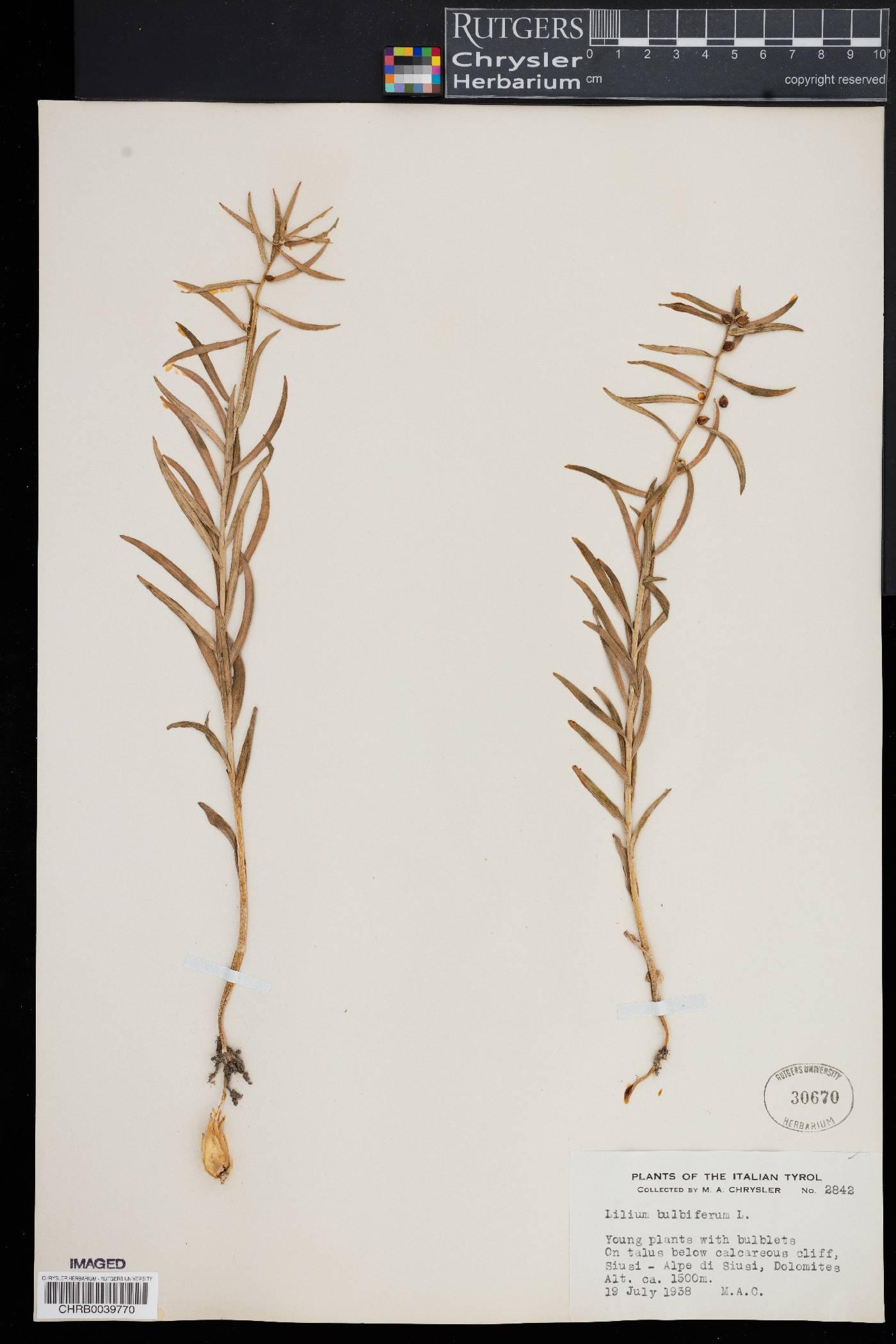 Lilium bulbiferum image