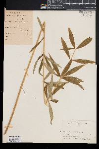 Lilium canadense image